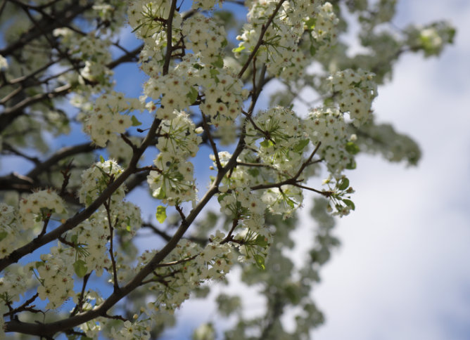 Tree on Des Plaines campus blooming.