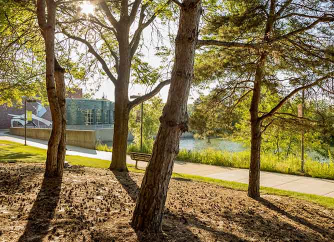 Trees on Oakton's Des Plaines campus.